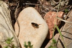 Rhodanthidium sticticum