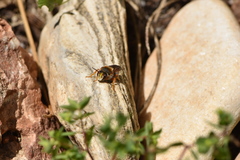 Rhodanthidium sticticum
