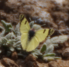 Euchloe charlonia