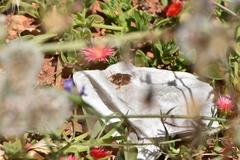 Rhodanthidium sticticum