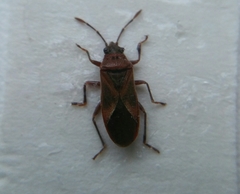 Arocatus longiceps