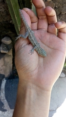 Sceloporus