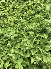 Cryptocarpus pyriformis