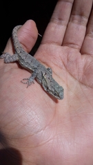 Sceloporus