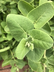 Cryptocarpus pyriformis