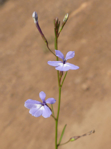 Langeberg Softbell (Wimmerella longitubus)