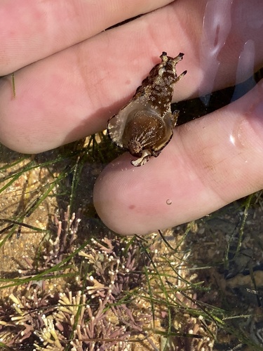 Mottled Seahare