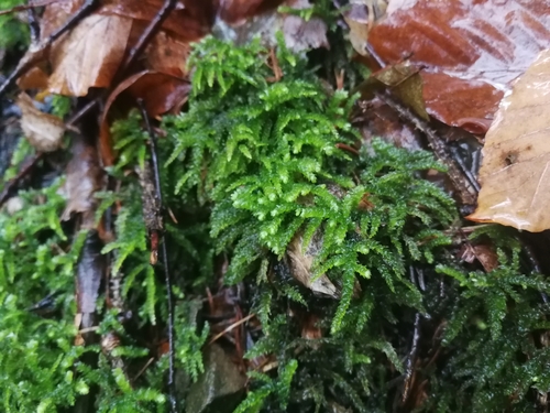 ostnatec zúžený (Eurhynchium angustirete)