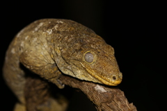 Rhacodactylus leachianus