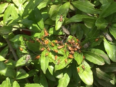 Leptoglossus clypealis