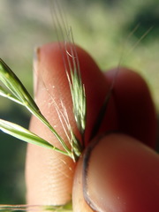 Festuca bromoides
