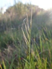Festuca bromoides