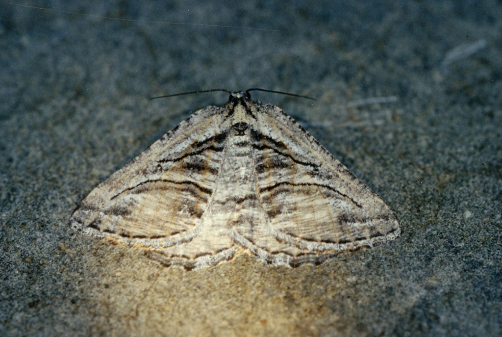 Hypotephrina serrimargo