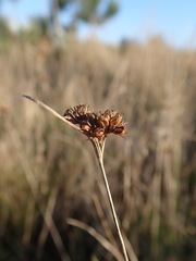 Juncus occidentalis