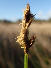 Carex harfordii