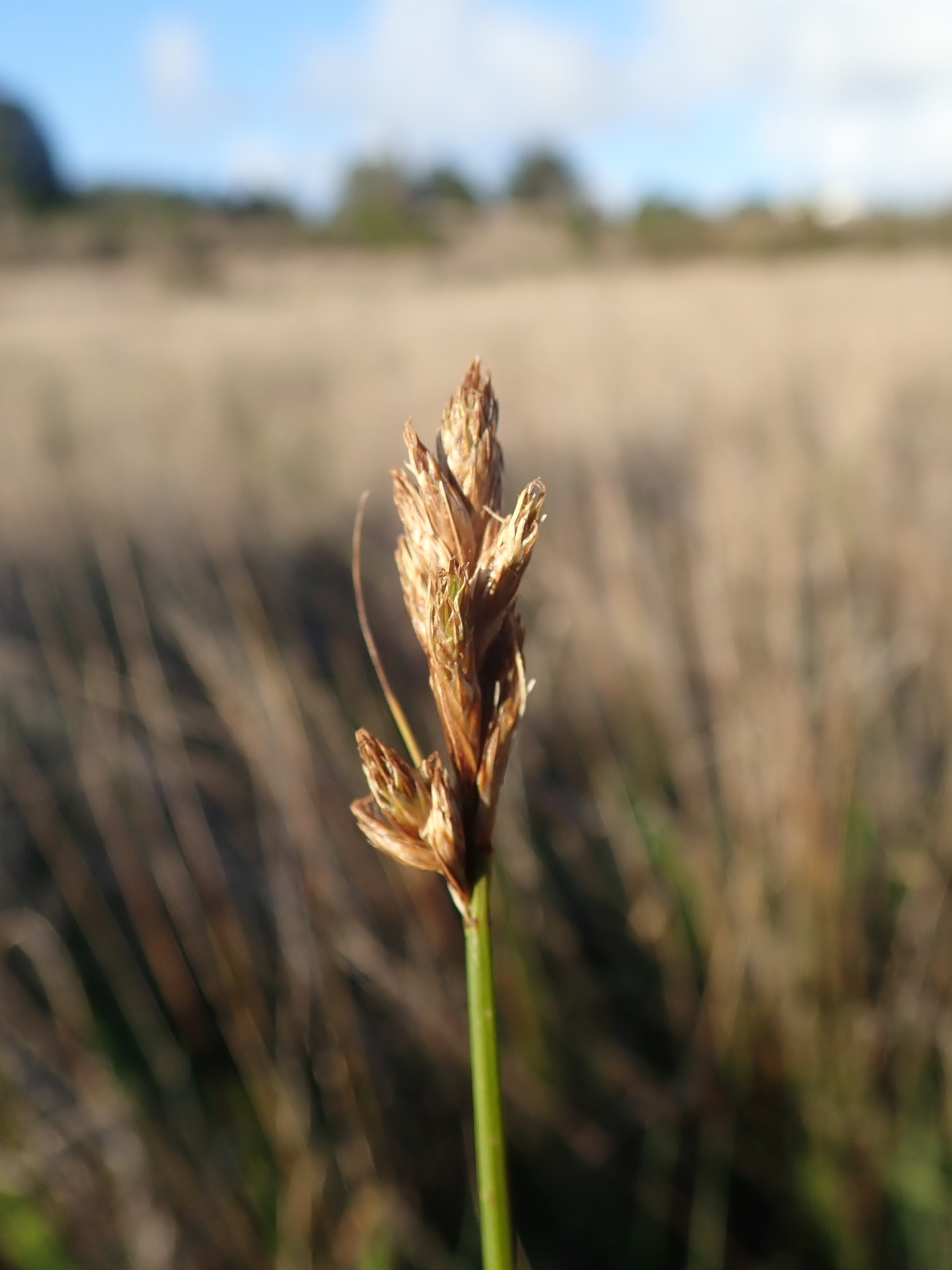 Carex harfordii