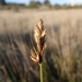 Harford's Sedge - Photo (c) Wyatt, some rights reserved (CC BY-NC), uploaded by Wyatt