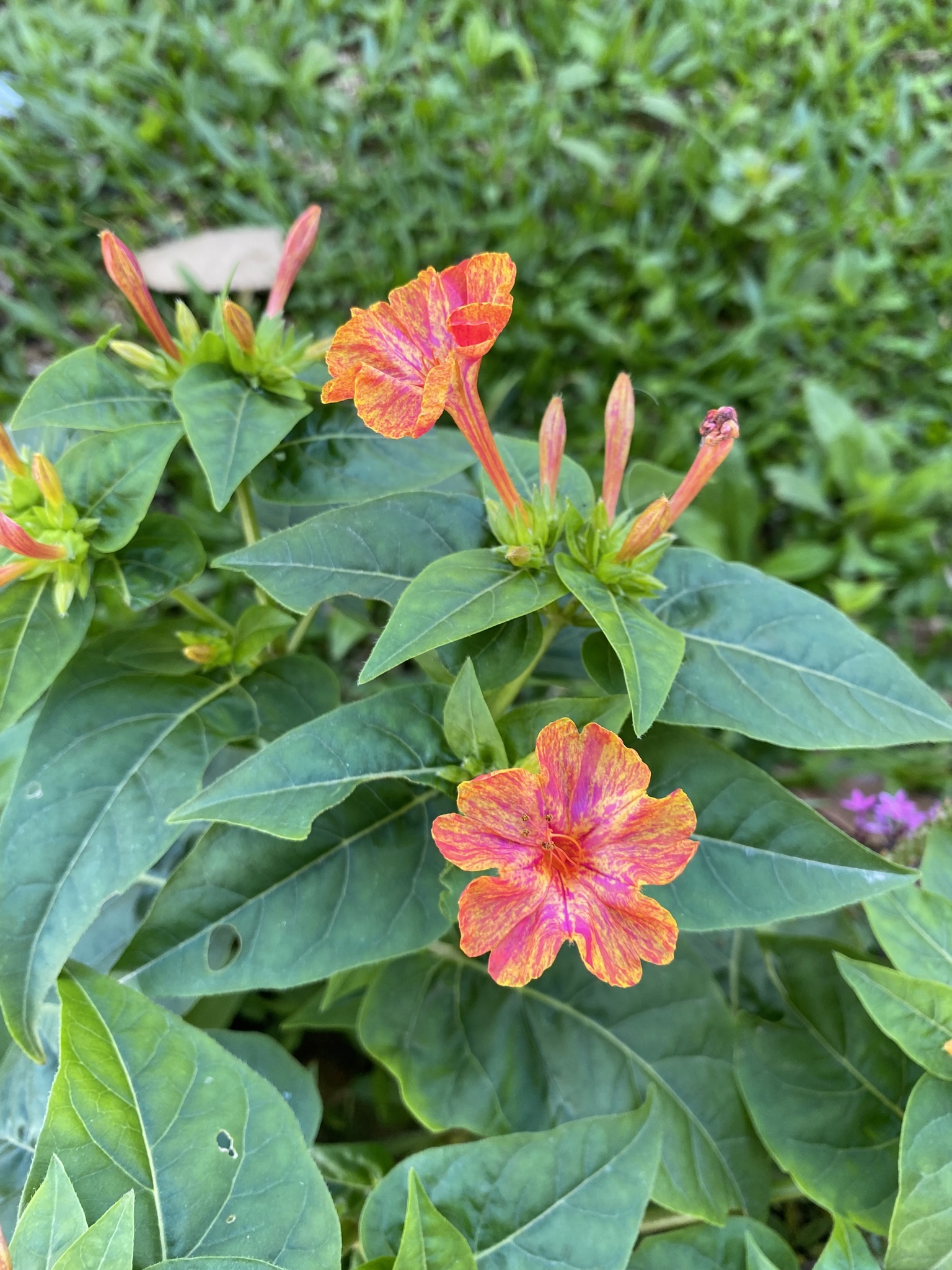 Mirabilis jalapa