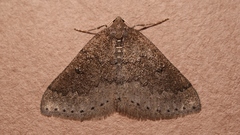 Aleucis distinctata