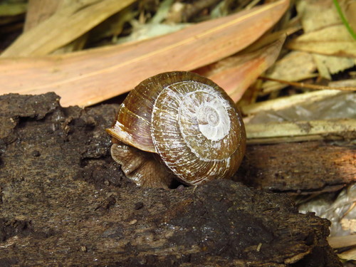 Camaena cicatricosa