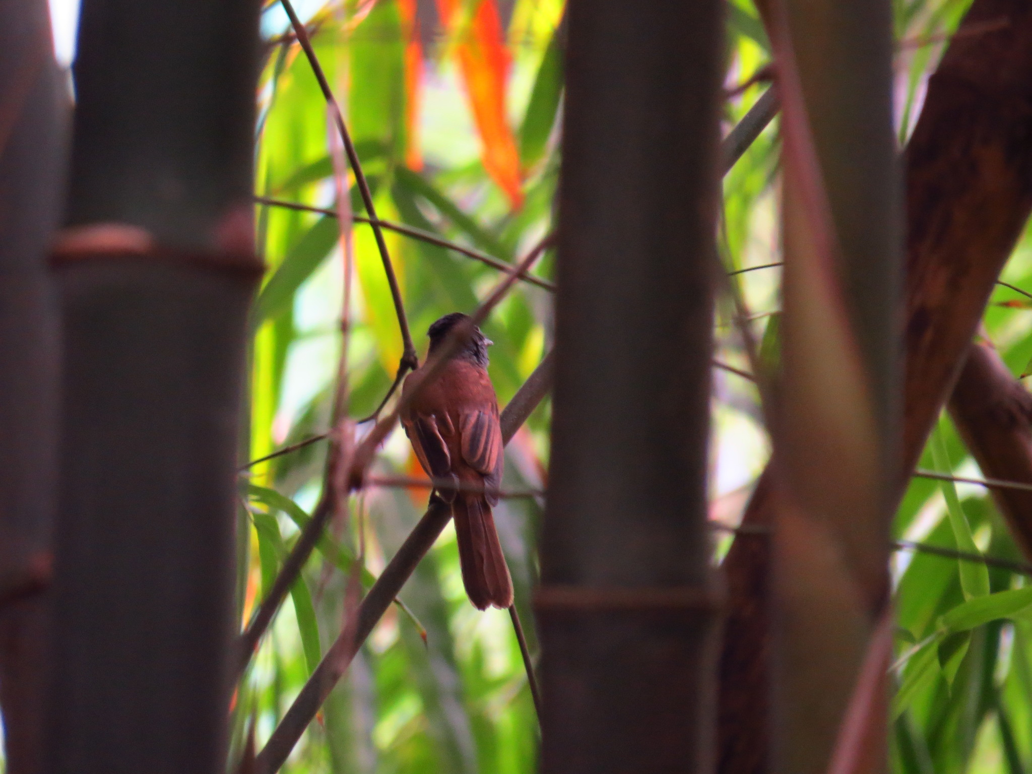 Black Paradise Flycatcher