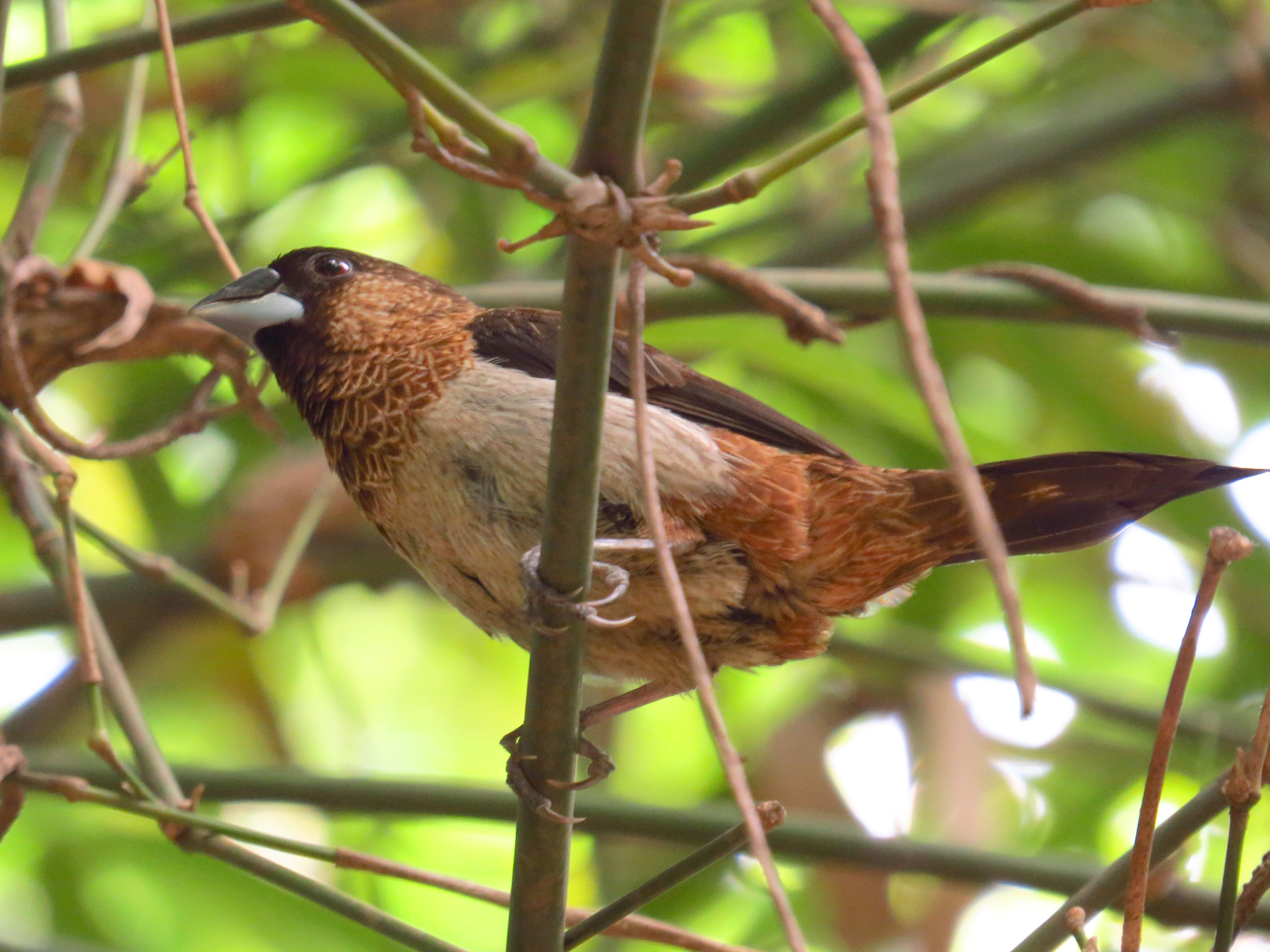 White-rumped Munia