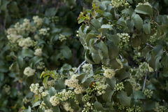 Prunus ilicifolia ilicifolia