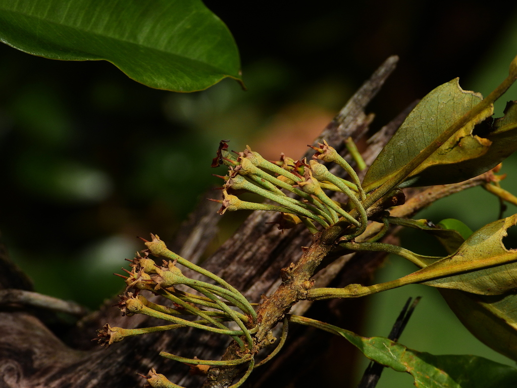 Manilkara paraensis