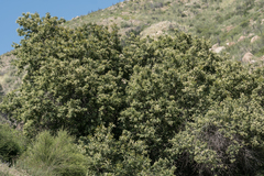 Prunus ilicifolia ilicifolia