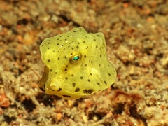 Spiny Boxfish photo 2