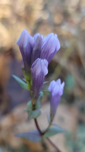 Image of Gentianella quinquefolia by (c) snail_hiker, some rights reserved (CC BY)