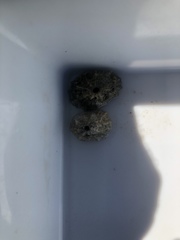 Fissurella barbadensis