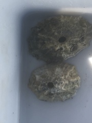 Fissurella barbadensis