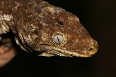 Rhacodactylus leachianus