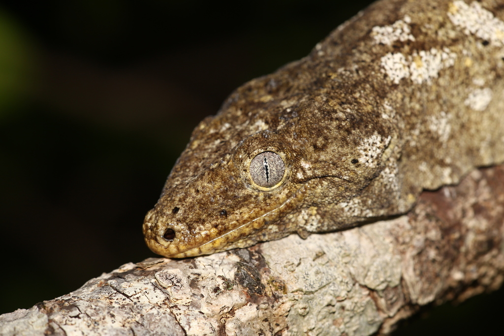 ミカドヤモリ属 (属 Rhacodactylus) · iNaturalist