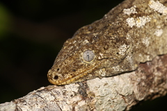 Rhacodactylus leachianus