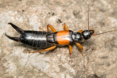 Carcinophora americana