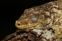 Rhacodactylus leachianus