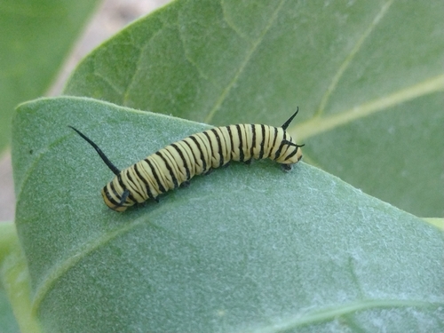 Southern Monarch