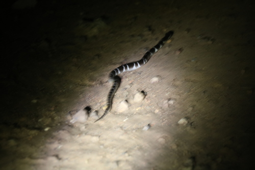 Sind Krait