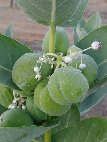 giant milkweed