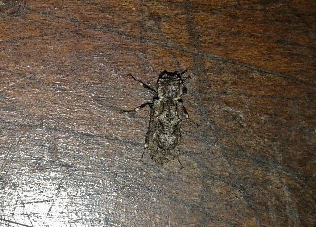 Lichenophanes plicatus