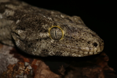 Rhacodactylus leachianus