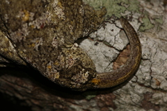 Rhacodactylus leachianus