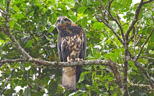Montane Solitary Eagle