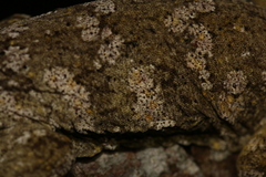 Rhacodactylus leachianus