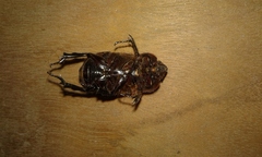 Archophileurus