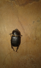 Archophileurus