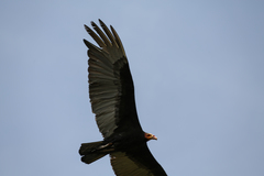 Cathartes burrovianus