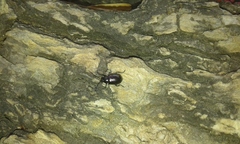 Macrohaltica transversa